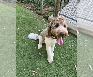 Labradoodle Dogs for adoption in San Diego, CA, USA