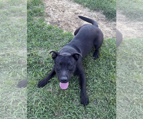 Medium Photo #4 Labrador Retriever-Unknown Mix Puppy For Sale in Eastman, GA, USA