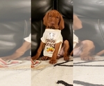 Small Photo #3 Vizsla Puppy For Sale in SPENCER, IN, USA