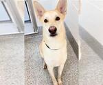 Small #1 Siberian Husky Mix