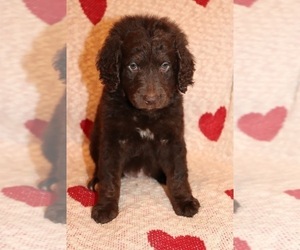 Goldendoodle Puppy for sale in HEADLAND, AL, USA