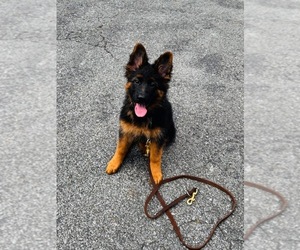 German Shepherd Dog Puppy for sale in GADSDEN, AL, USA