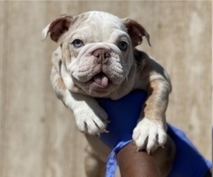 English Bulldog Puppy for sale in SAN FRANCISCO, CA, USA