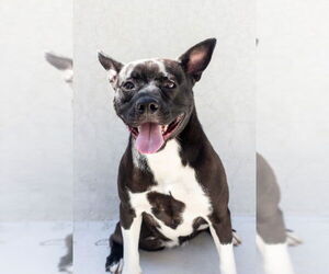 Mutt Dogs for adoption in Tracy, CA, USA