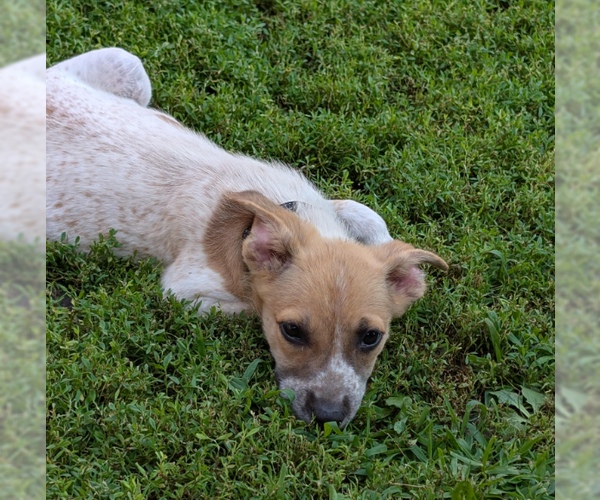 Medium Photo #1 Mutt Puppy For Sale in Brooklyn Center, MN, USA