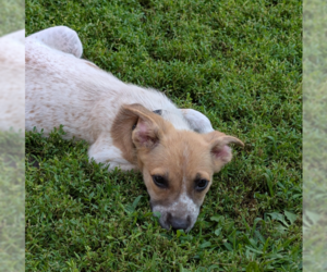 Mutt Dogs for adoption in Brooklyn Center, MN, USA