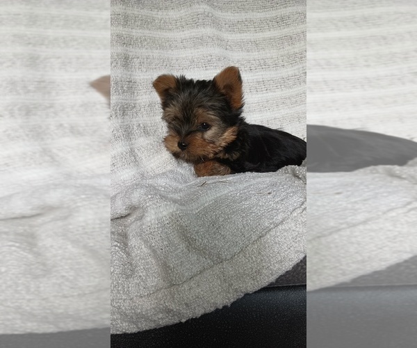 Medium Photo #63 Yorkshire Terrier Puppy For Sale in BENSON, NC, USA