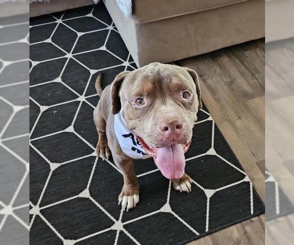 Medium Photo #2 American Pit Bull Terrier-Unknown Mix Puppy For Sale in Las Vegas, NV, USA