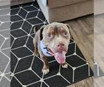 Small #1 American Pit Bull Terrier Mix
