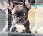 Small Photo #4 French Bulldog Puppy For Sale in MIRAMAR, FL, USA