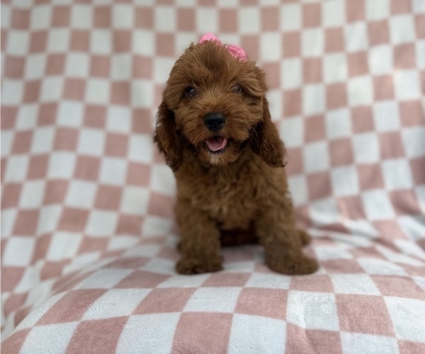 Medium Photo #7 Cavapoo (Miniature) Puppy For Sale in LAKELAND, FL, USA