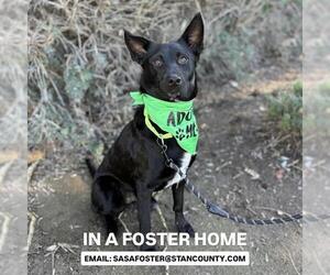 Schipperke-Unknown Mix Dogs for adoption in Modesto, CA, USA