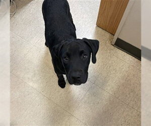 Labrador Retriever-Unknown Mix Dogs for adoption in Plano, TX, USA