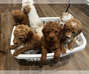 Goldendoodle-Poodle (Toy) Mix Litter for sale in ALBANY, LA, USA