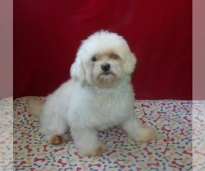 Maltese Puppy for sale in PATERSON, NJ, USA
