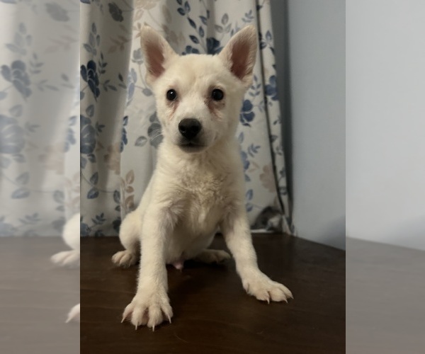 Medium Photo #3 Alaskan Klee Kai Puppy For Sale in DURHAM, CT, USA