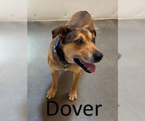 Dover - Male Bull Terrier-Unknown Mix Dog for Adoption - Photo #5
