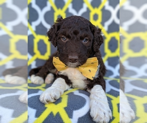Medium Photo #6 Aussiedoodle Puppy For Sale in LANCASTER, PA, USA