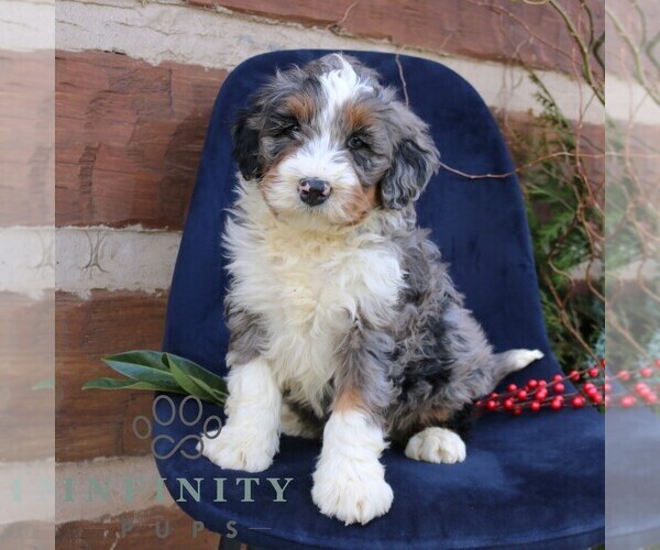 Medium Photo #2 Bernedoodle (Miniature) Puppy For Sale in NARVON, PA, USA