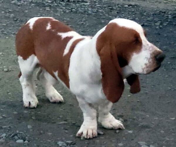 Medium Photo #1 Basset Hound Puppy For Sale in Deepwater, NJ, USA