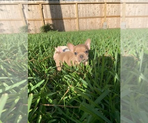 French Bulldog Puppy for sale in HOUSTON, TX, USA