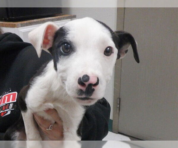 Medium Photo #1 Border Collie-Unknown Mix Puppy For Sale in Oroville, CA, USA