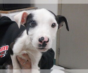 Border Collie-Unknown Mix Dogs for adoption in Oroville, CA, USA