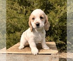 Small #3 Cockapoo