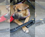 Small #1 Black Mouth Cur-Boxer Mix