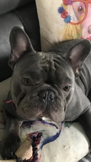 Father of the French Bulldog puppies born on 10/31/2018