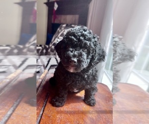 Poodle (Toy) Litter for sale in MADISON, FL, USA