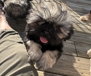Shih Tzu Puppy for sale in FAIRVIEW, TN, USA