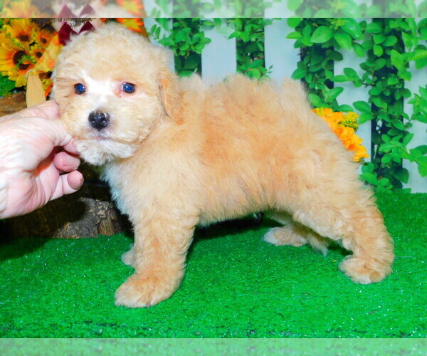 Medium Photo #4 Bichon Frise Puppy For Sale in HAMMOND, IN, USA