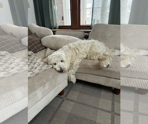 Medium Photo #3 Goldendoodle Puppy For Sale in St. Louis Park, MN, USA