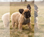 Small Photo #7 French Bulldog Puppy For Sale in SYRACUSE, IN, USA