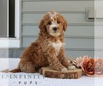 Small #3 Goldendoodle (Miniature)