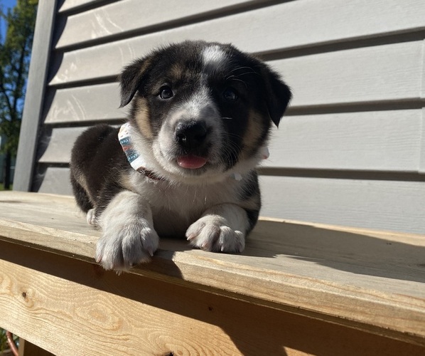 Medium Photo #13 Australian Cattle Dog Puppy For Sale in SMITHS CREEK, MI, USA