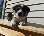 Mickey - Female Australian Cattle Dog Puppy for Sale - Photo #13