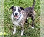 Small #1 Mountain Cur Mix