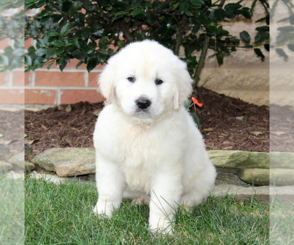 Medium Photo #1 Golden Retriever Puppy For Sale in NEW PROVIDENCE, PA, USA