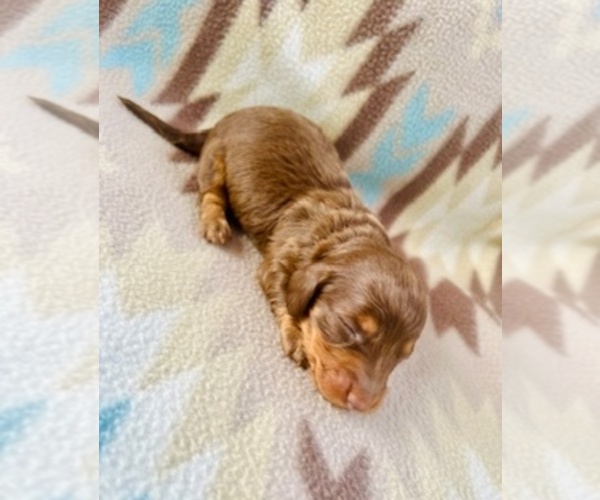 Medium Photo #1 Dachshund Puppy For Sale in LAWRENCEBURG, TN, USA