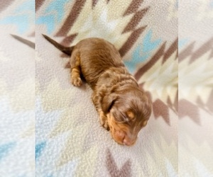 Dachshund Puppy for sale in LAWRENCEBURG, TN, USA