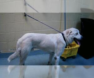 Great Pyrenees Dogs for adoption in Tulsa, OK, USA