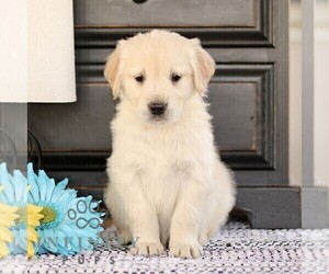 Golden Retriever Puppy for sale in BIRD IN HAND, PA, USA