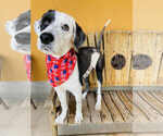 Small #1 Old English Sheepdog Mix