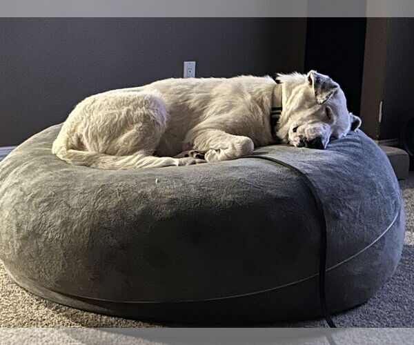 Medium Photo #4 Aussiedor Puppy For Sale in Hillsboro, MO, USA