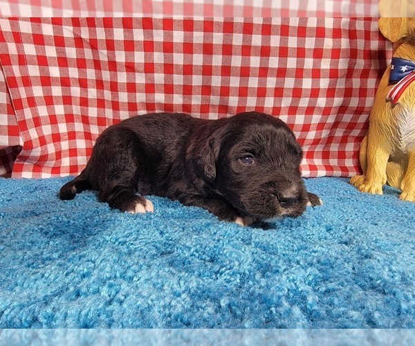 Medium Photo #9 Golden Mountain Dog Puppy For Sale in BLACK FOREST, CO, USA