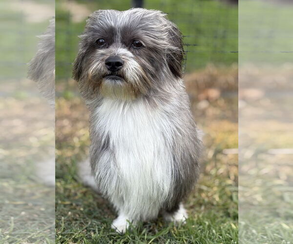 Medium Photo #1 Shih Tzu Puppy For Sale in Menifee, CA, USA