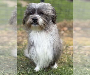Shih Tzu Dog for Adoption in Menifee, California USA