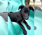 Small #3 Labrador Retriever Mix